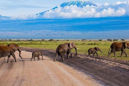 Amboseli National Park Tour with Kilimanjaro Views