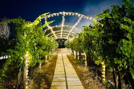 Wine Tasting and Guided Visit to the Vineyard and Cellar in S. Maria Imbaro