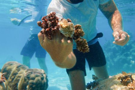 Moorea Coral Planting Eco Tour Restore the Reef