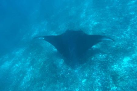 Snorkeling Speedboat Group Tour in Komodo National Park