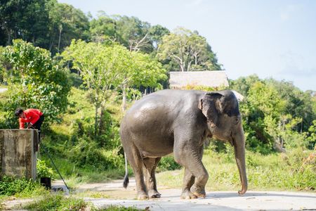 Phuket Small Group Ethical Elephant Experience