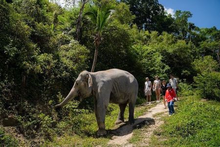 Phuket Ethical Elephant Experience in Patong