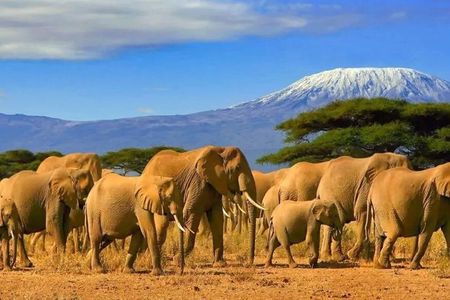 Amboseli National Park 3 Days Safari from Nairobi