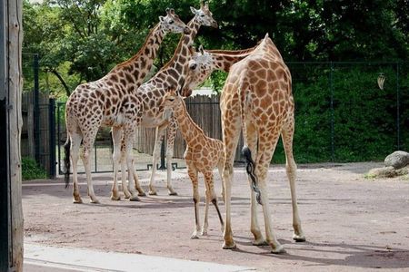 Giraffe Center Karen Blixen and Kobe Beads Day Tour