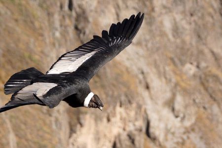 Antisana Condor Tour from Quito