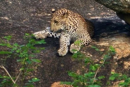 Yala Safari Day Tour