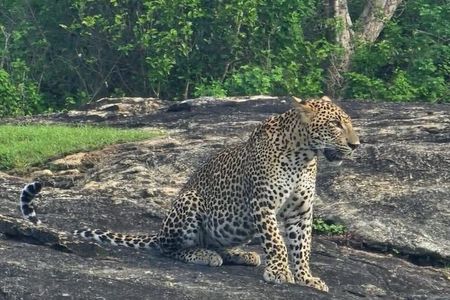 Yala Safari Private Tour From Ahungalla