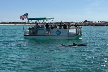 Dolphin Sightseeing and Shell Island Snorkel Tour