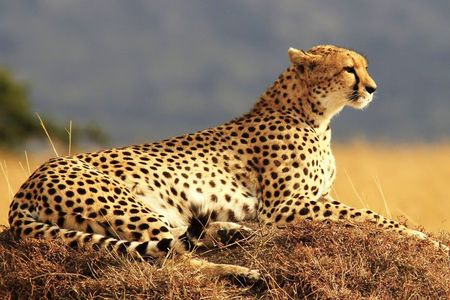 Joining Tour Nairobi National, Elephant Orphanage &Giraffe Centre