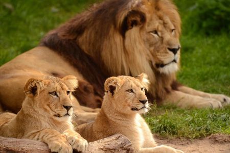 Half Day Guided Tour in Nairobi National Park With 4*4 Vehicle