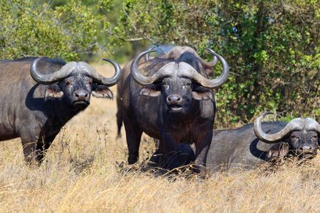 Mikumi Day Safari from Zanzibar with Return Flights