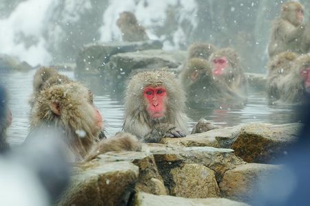 Snow Monkeys, Hokusai & Sake: A Perfect Day in Nagano