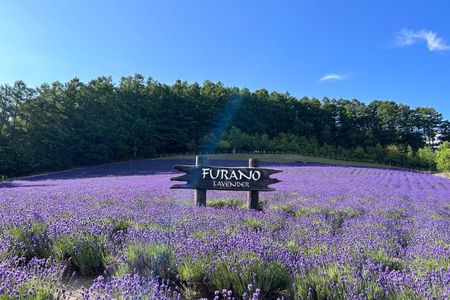 Hokkaido: Biei Blue Pond and Furano Flower Farm Day Trip