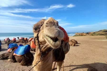 Tangier Private Tour Cap Spartel ,hercules caves , camel & kasbah