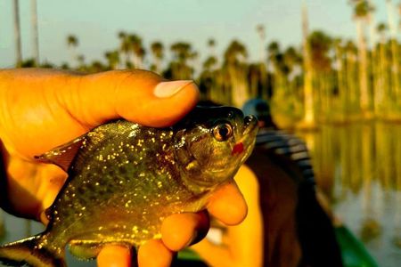 Sporting Piranha Fishing and Bird Watching in Lake Yacumama