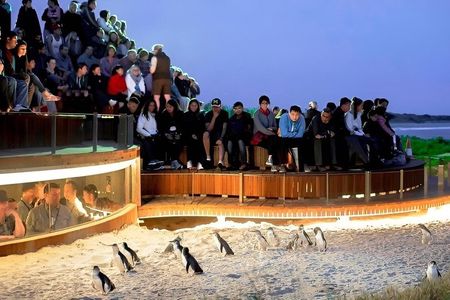 Premium Phillip Island Penguin Parade Tour from Melbourne 