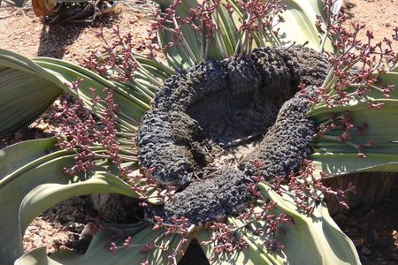 Wonderful Welwitschia Goanikontes Moonlandscape Tour