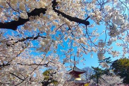 Day Trip Private Tour Kawagoe Highlights from Tokyo