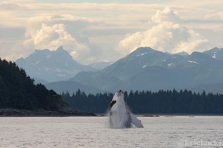 Juneau Whale Watch Adventure
