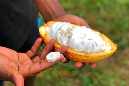Cacao Road Excursion: plantations, processes, tasting and culture