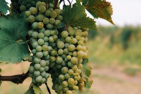 Private Kakheti Wine Tour from Tbilisi with Sighnaghi & Bodbe 