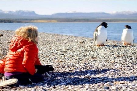 Beagle Navigation and Walking with Papua Penguins in Hammer Island
