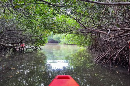 Guided Mangrove Tunnel Kayak Tour at Lido Key