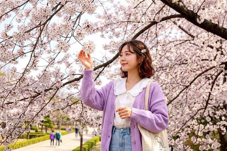 Day Trip to Nami Island with The Garden of Morning Calm