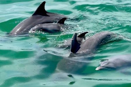 Clearwater Dolphin Kayak Tour and Bird Island Adventure