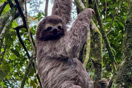 Pedra Bonita: Tour de Natureza com Vida Selvagem e Mirantes