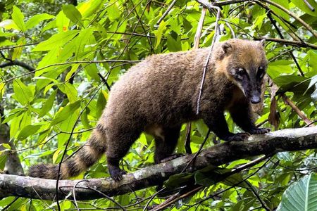 Tijuca Forest: Walk + Waterfalls + Chinese View