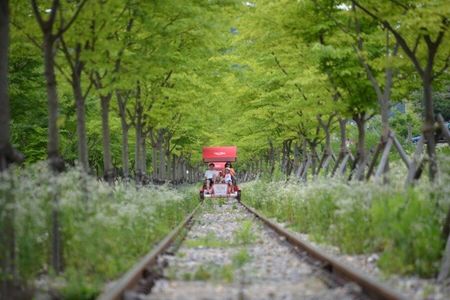 Nami Island, Railbike & Morning Calm Private Tour from Seoul