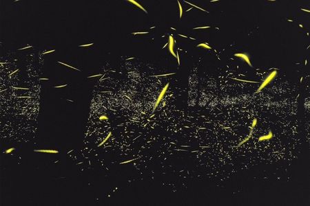 Great Smoky Mountains Rare Synchronous Firefly Waterfalls Walk