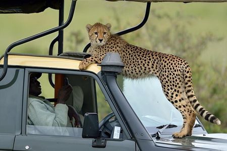 3 Days Masai Mara Private Safari at Sopa Lodge from Nairobi