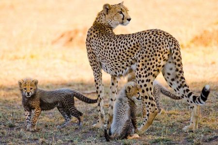 7 Days Safari. Serengeti, Tarangire, Lake Manyara & Ngorongoro Crater.