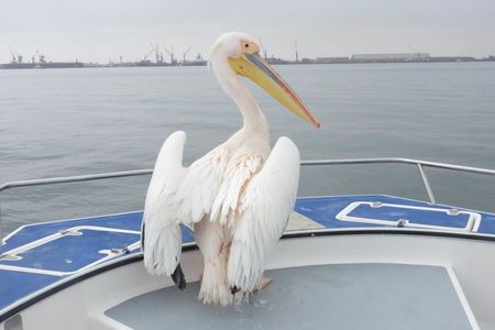Marine Dune Day: Catamaran Cruise and Sandwich Harbor Dune Drive