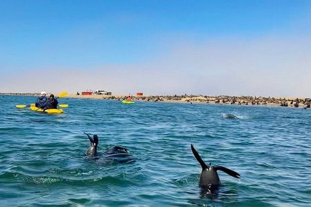 Seal Kayaking at Pelican Point from Swakopmund