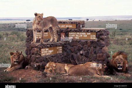 Half Day Guided Tour in Nairobi National Park with a 4WD