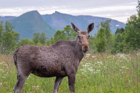 Private Arctic Wildlife Safari in Vesteralen Car Tour