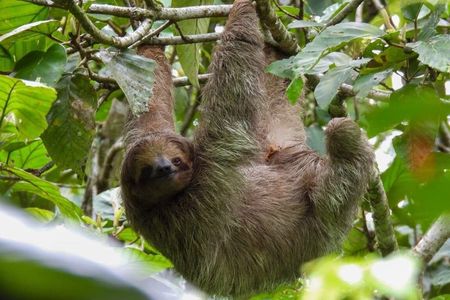 Bijagua Hanging Bridges and Sloths Tours in Bijagua