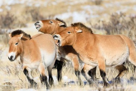 Hustai National Park Day Tour (Nomadic Family Visit & Lunch)