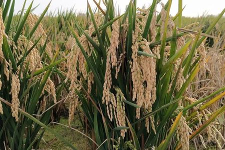 Albufera Nature & Boat Tour from Valencia (Small Group)