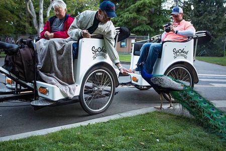 1hr Top-Rated Victoria Pedicab Tour–Cruise Ship or Empress Pickup