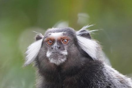Tijuca Forest: Walk + Waterfalls + Chinese View