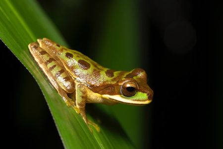 La Fortuna Night Walk (Private Tour)
