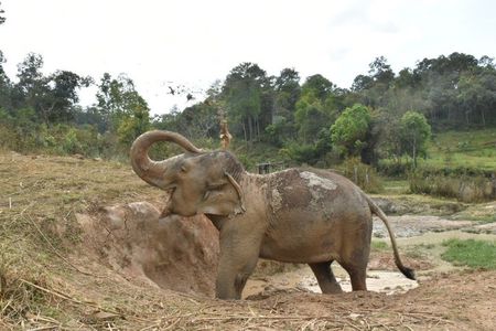 Care Pride Elephants: Full-Day Tour Experience