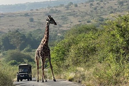 5 Hours Nairobi National Park and Giraffe Center