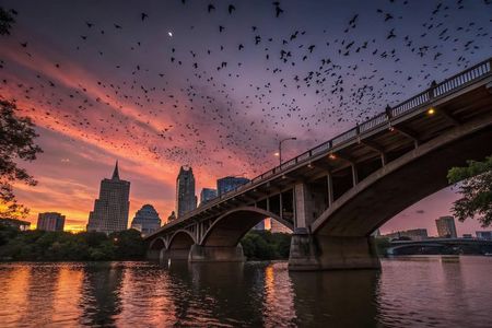 Austin's Best Bars and Bats 3-Hour Guided Tour
