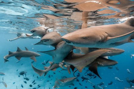 Puerto Rico Half-Day Shark Diving