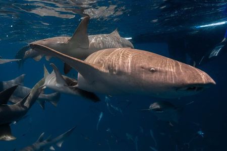 Puerto Rico Private Half Day Shark Diving